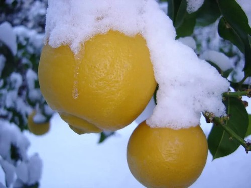 Limone resistente freddo - al,