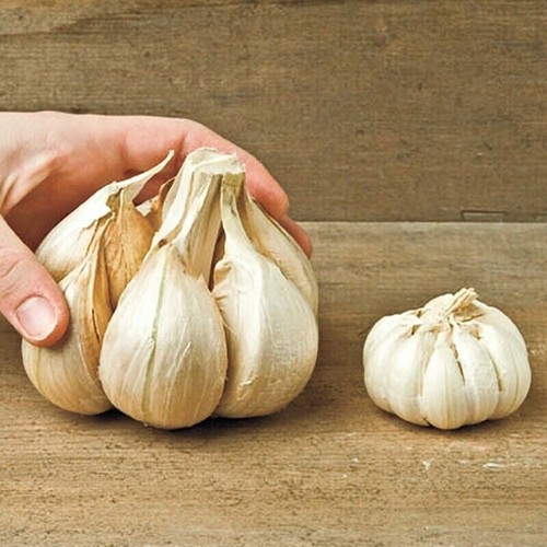 Bulbillini aglione da - bulbillini,