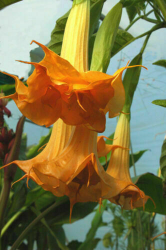 Brugmansia versicolor double - versicolor,