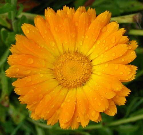 Calendula officinalis - calendula,