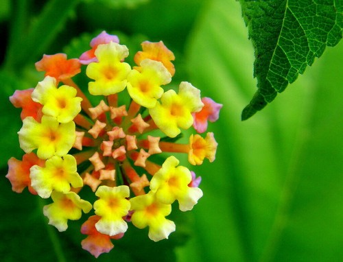 Lantana camara - lantana,