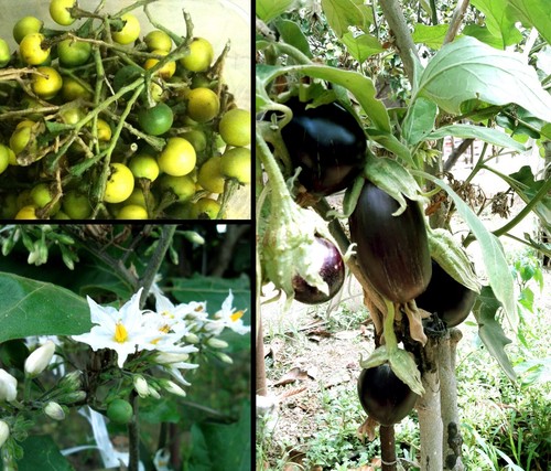 100 semi solanum - solanum, albero