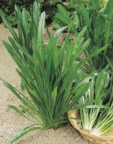 Cicoria catalogna puntarelle - ,