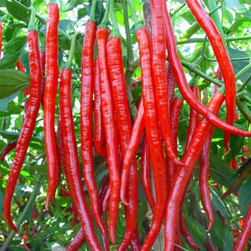 Peperoncino cayenne long slim - peperoncino,