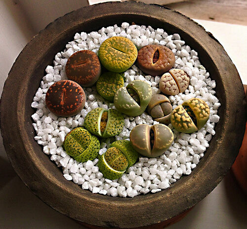 Lithops mix living stones - -,