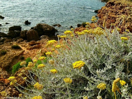 Helichrysum italicum - italicum,