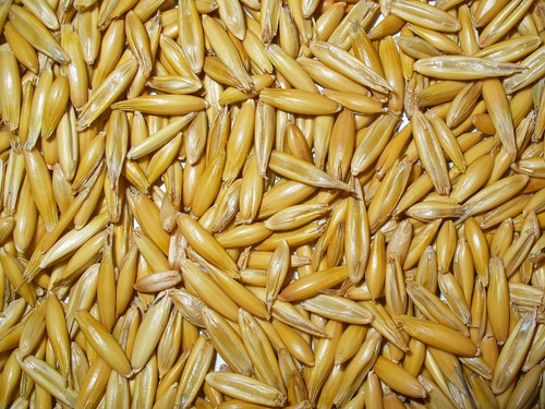 Antica avena olandese - antica,