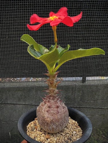 Pachypodium windsorii 10 - -,