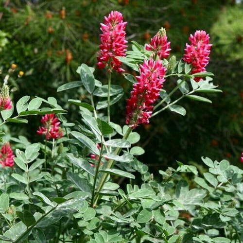 Sulla hedysarum coronarium - sulla,
