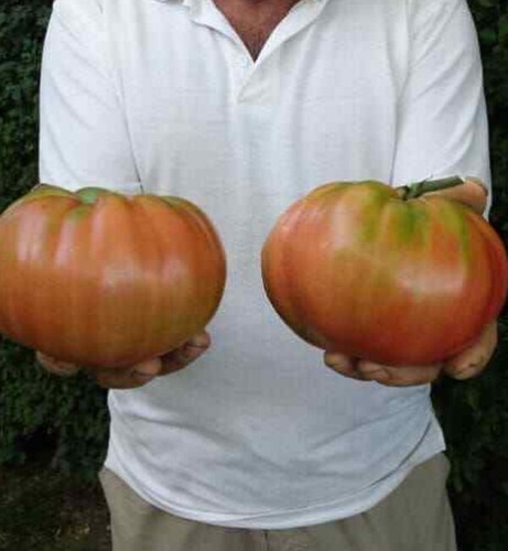 Semi pomodoro oxheart - 50,