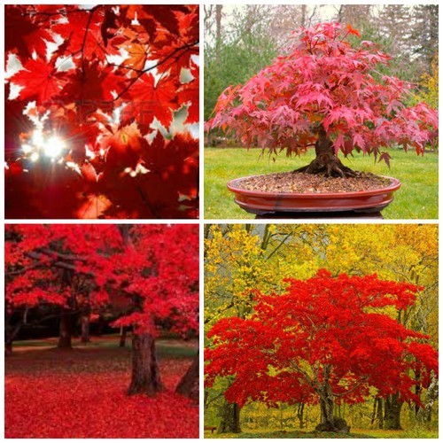 Semi acer rubrum acero - 10, di