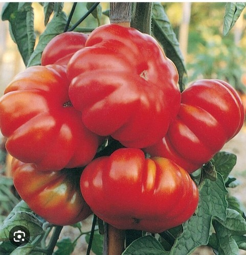 250 semi pomodoro - di,