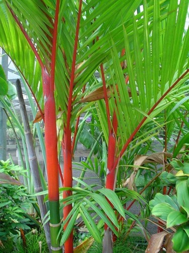 Semi cyrtostachys renda - 10, di