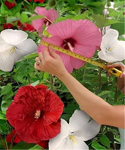 Hibiscus moscheutos ibisco - hibiscus,
