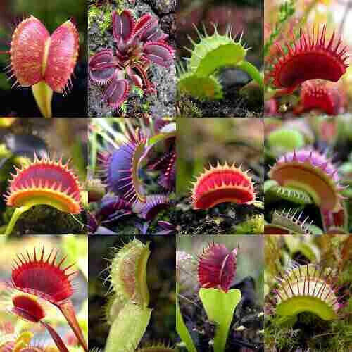 Dionaea muscipula cultivars - dionaea,