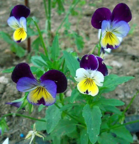 100 semi viola - 100, pensiero