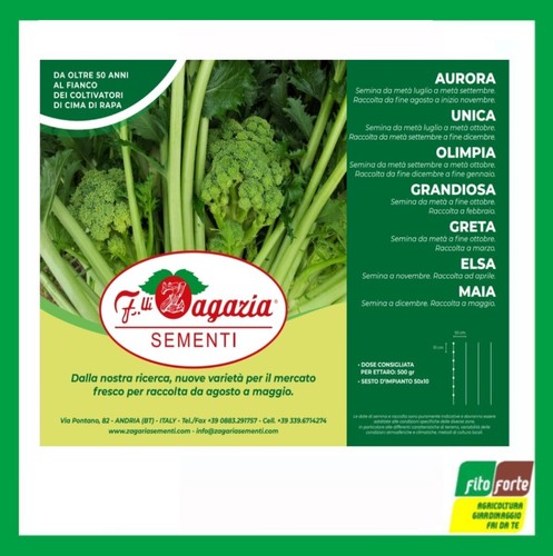 Cima rapa seme aurora - cima, di