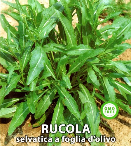 2000 semi rucola selvatica - di,