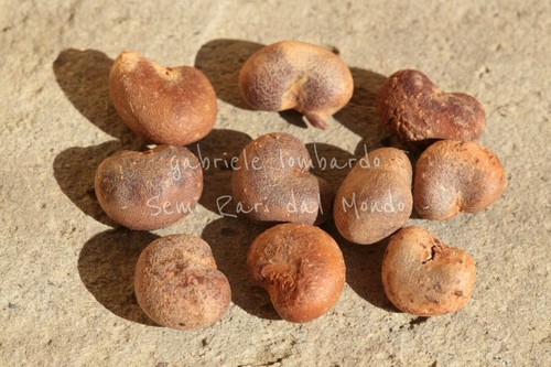 Baobab adansonia digitata - baobab,