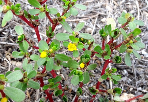 1000 semi portulaca oleracea - semi,