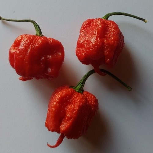 Semi peperoncino - semi, di