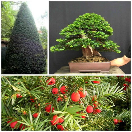Semi taxus baccata - taxus,