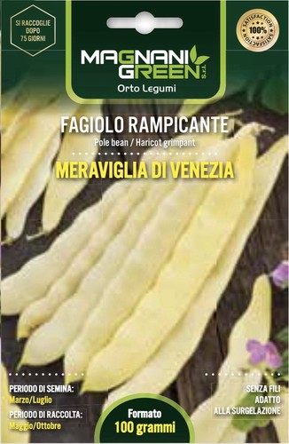 Seme fagiolino rampicante - fagiolino,