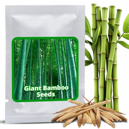 Semi bambù gigante 60 pz - semi,