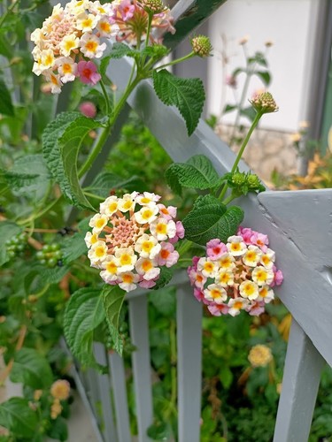 Lantana camara 36 - -,