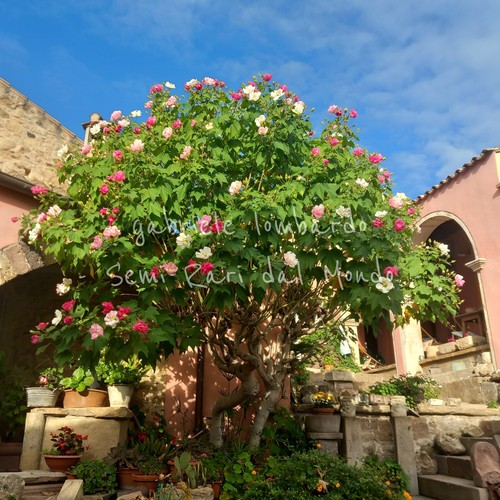 Hibiscus mutabilis ibisco - mutabilis,