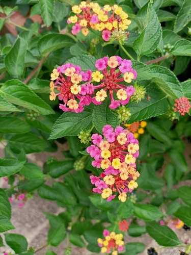 Lantana camara colori - -,