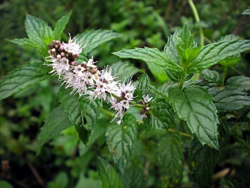 Mentha spicata menta - spicata,