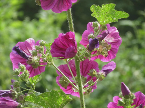 1000 semi malva - 1000,
