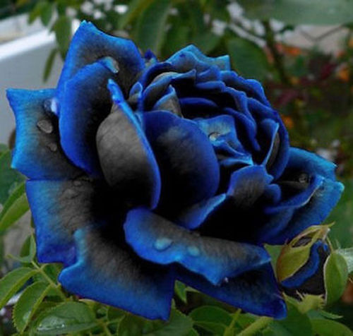 Rosa blu cobalto rarissima - cobalto,,