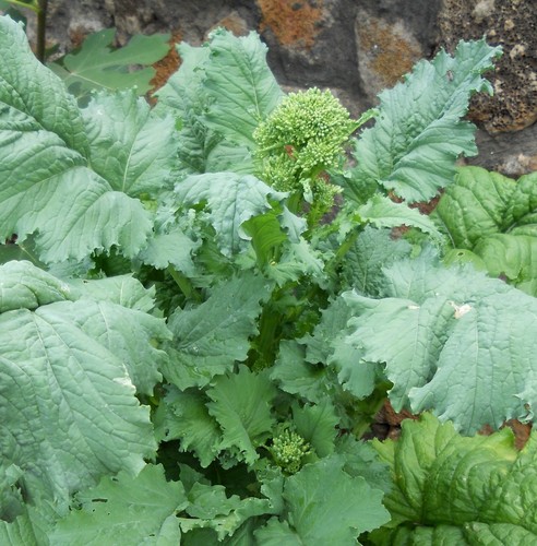 1000 semi cima rapa - cima, di