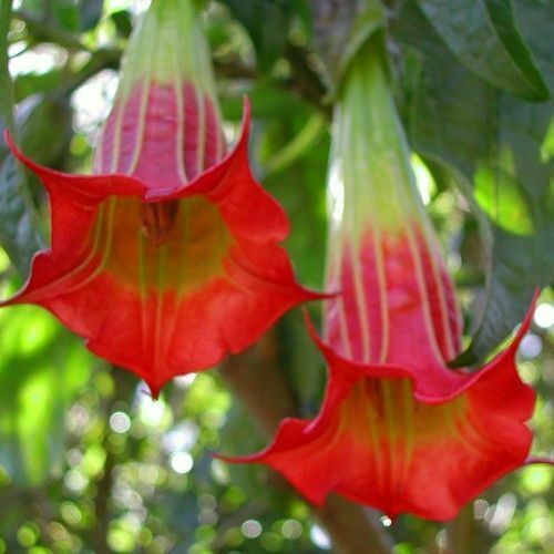 Brugmansia sanguinea red - -,