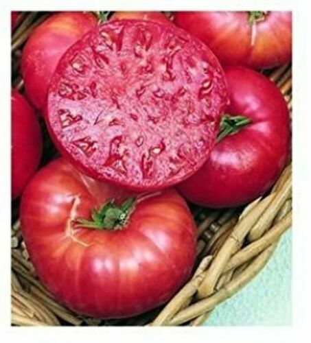 Pomodoro cherokee purple - pomodoro,