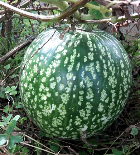 Semi cucurbita ficifolia - 5,