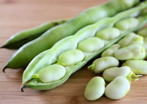 500 semi fava fave da - gr,