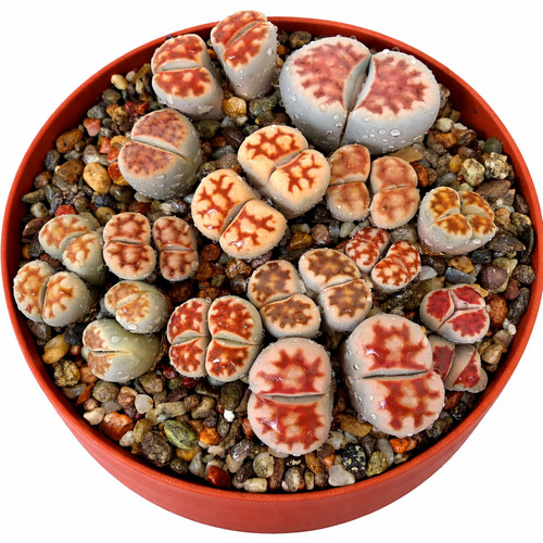 Lithops karasmontana red - lithops, 'red