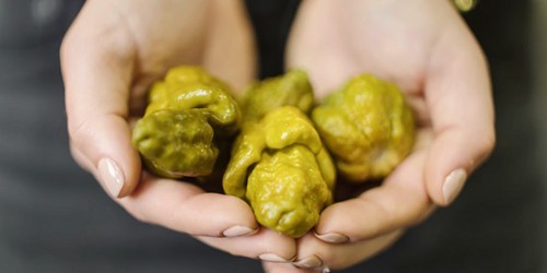 Pepper unofficial world - pepper,