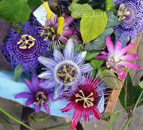 Passiflora mix 20 specie - mix,