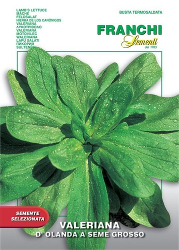 Valeriana olanda seme - d'olanda,