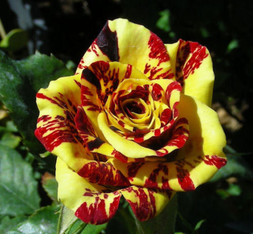 Rosa simsalabim rarissima - rarissima,