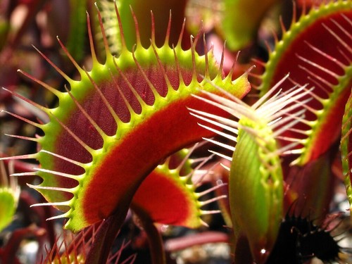 Dionaea muscipula pianta - dionaea,
