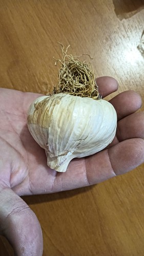 Semi aglione varietà - varietÀ, di