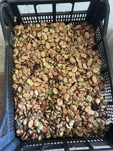 2kg semi fave aguadulce - 2kg,