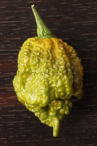 Pepper unofficial world - -,