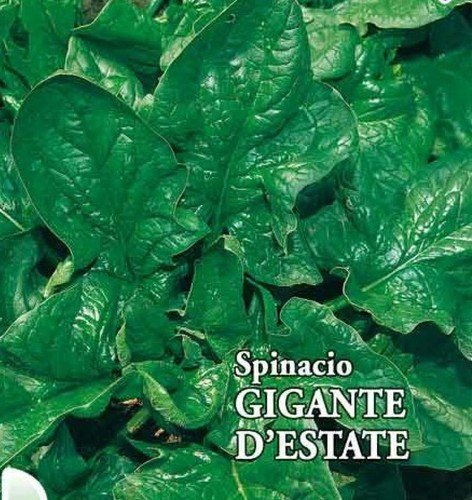 1000 semi spinacio gigante - 1000,