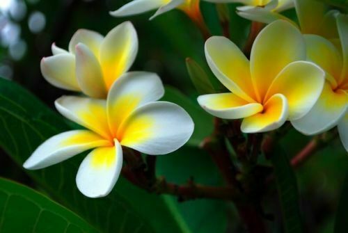 Plumeria pianta di - plumeria, –